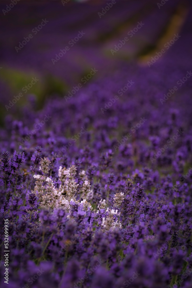 Obraz premium White and purple lavender in South London