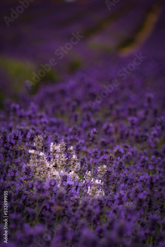 White and purple lavender in South London