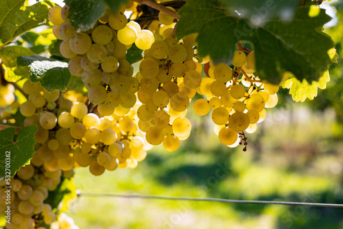 White grapes hanging on a vine. Grapes from beautiful vine region Rheingau in Germany.