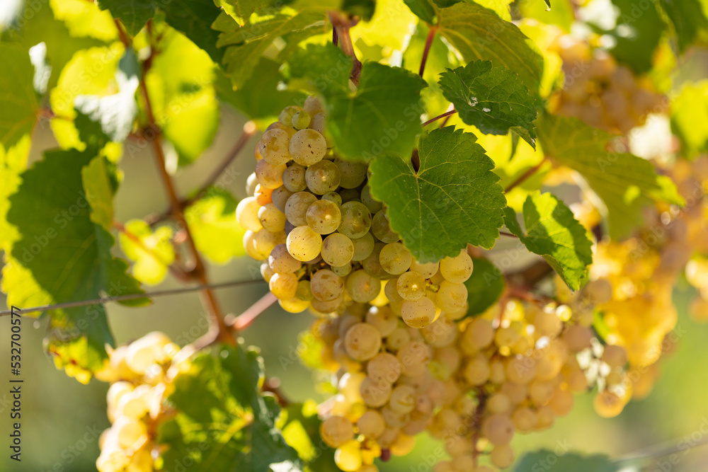 White grapes hanging between leaves. Grapes from beautiful vine region Rheingau in Germany. Wine is ready to harvest.