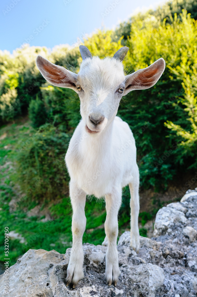 White goat stands on an old stone wall, Nice. White goat stands on an old stone wall, Nice.
