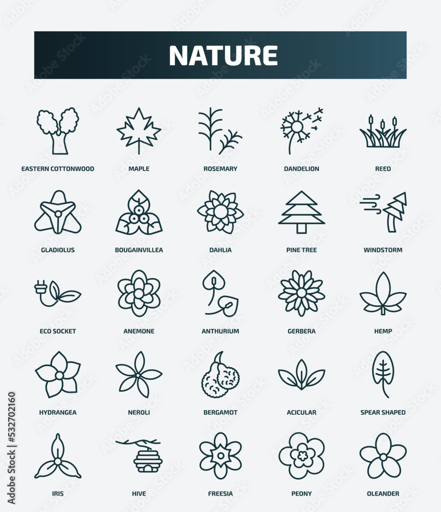 set of 25 special lineal nature icons. outline icons such as eastern cottonwood tree, maple, reed, dahlia, eco socket, gerbera, neroli, spear shaped, freesia, peony line icons. set of 25 special lineal nature icons. outline icons such as eastern cottonwood tree, maple, reed, dahlia, eco socket, gerbera, neroli, spear shaped, freesia, peony line icons.