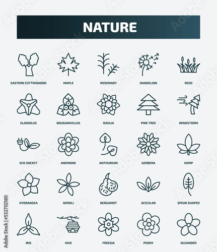 set of 25 special lineal nature icons. outline icons such as eastern cottonwood tree, maple, reed, dahlia, eco socket, gerbera, neroli, spear shaped, freesia, peony line icons.