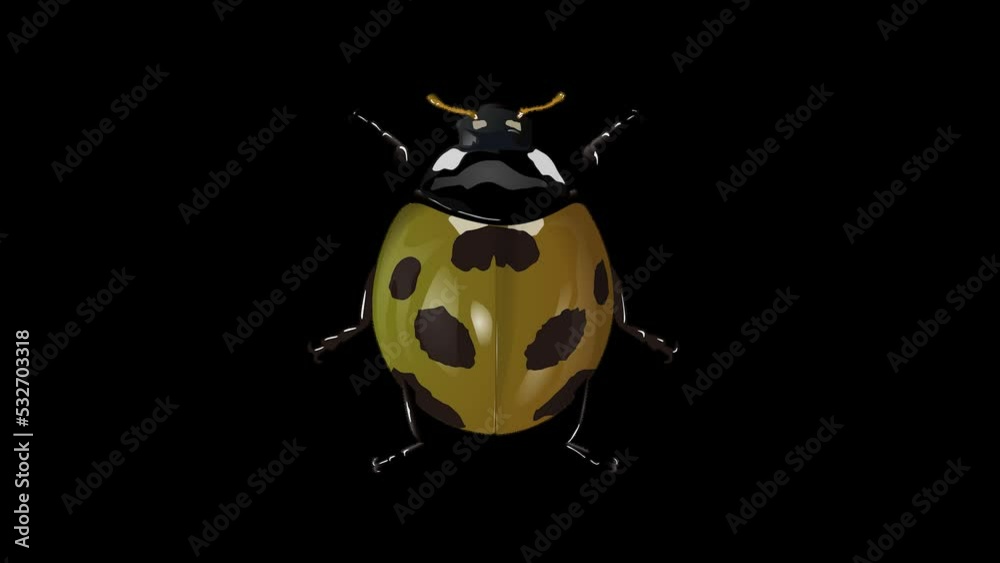 vibrant ladybug color change multicolor カラーテントウムシ alpha channel