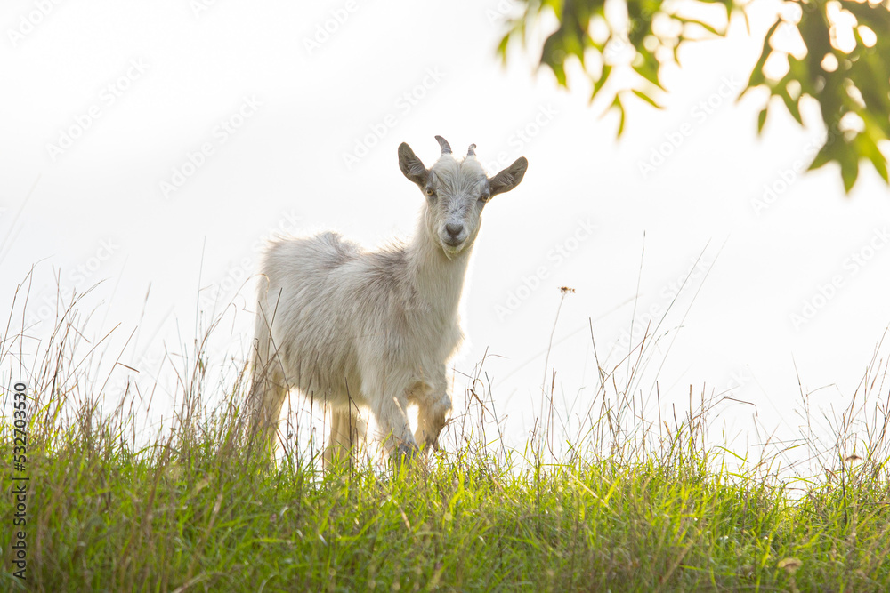 White goat standing on the pasture. Goat in a grass field. Little white goat near the tree White goat standing on the pasture. Goat in a grass field. Little white goat near the tree