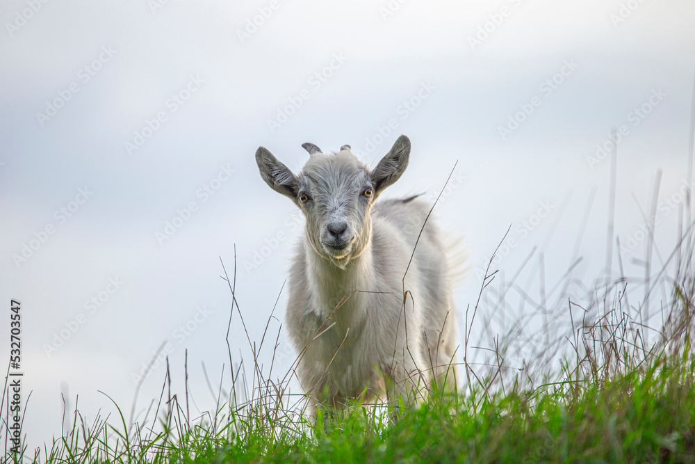 Fototapeta premium White goat standing at the pasture. Little goat in a grass field.