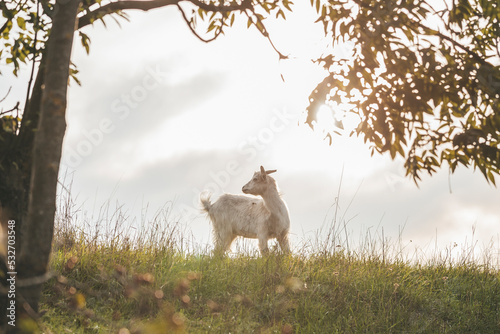 Little goat standing on the pasture. White goat under the tree. Goat in a grass field.