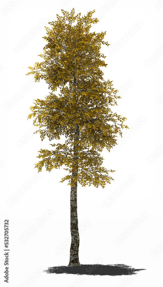 Fototapeta premium autumn tree silver birch 3