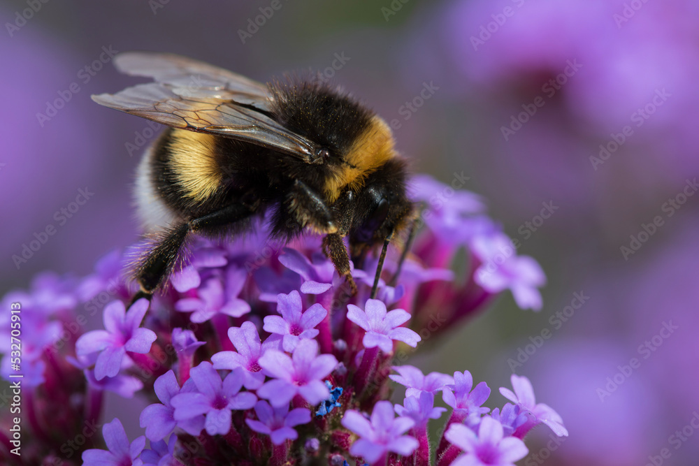 Photos of insects on blooming flowers and plants Photos of insects on blooming flowers and plants