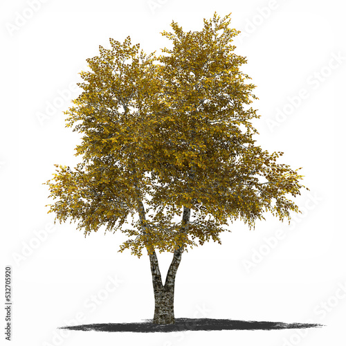 Obraz na plátně autumn tree silver birch 6