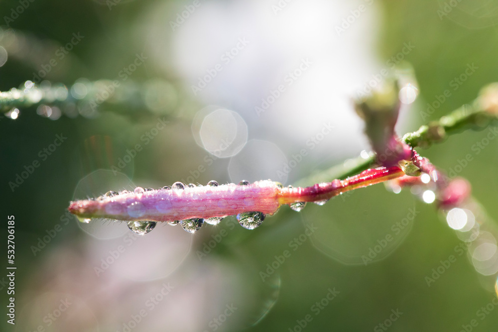 Photos of colorful blooming flowers and plants Photos of colorful blooming flowers and plants