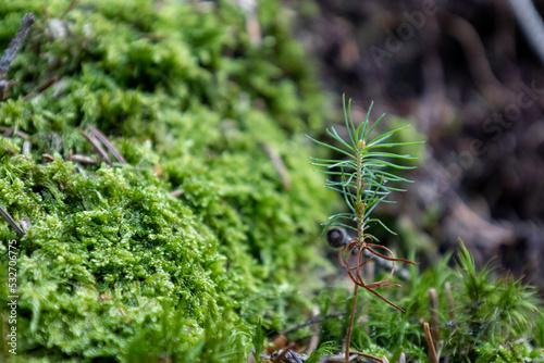 moss on the ground in forest