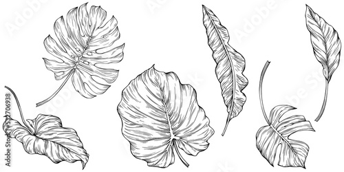 Leaves isolated on white. Tropical leaves. Hand drawn png illustration.