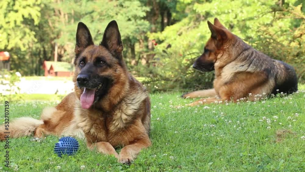 2 beautiful big German shepherd dog relaxing lying on grass outdoors 2 beautiful big German shepherd dog relaxing lying on grass outdoors