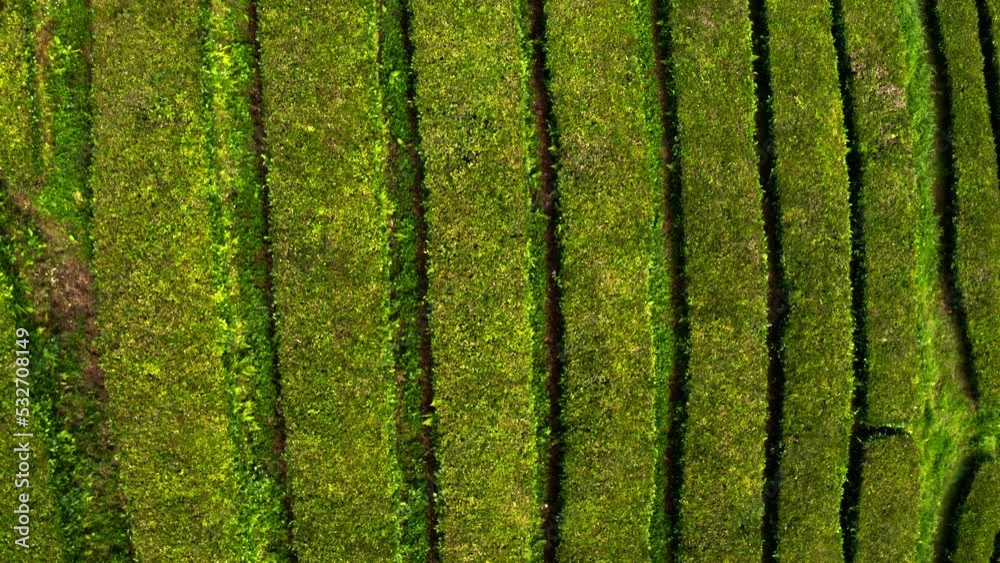 Overhead flyover of tea shrub rows in Cha Gorreana plantation, Azores.