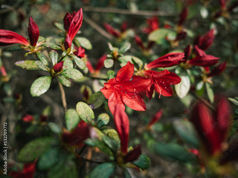 Red flowers in the garden