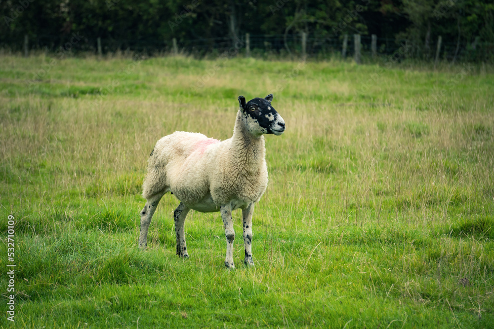 Fototapeta premium sheep in the meadow