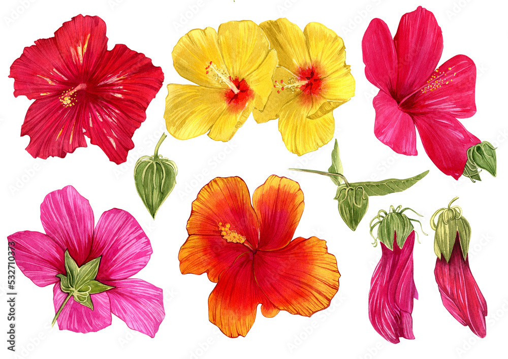 A set of watercolor hand-drawn illustrations of hibiscus hawaii flowers. Isolated illustrations on a white background. A set of watercolor hand-drawn illustrations of hibiscus hawaii flowers. Isolated illustrations on a white background.