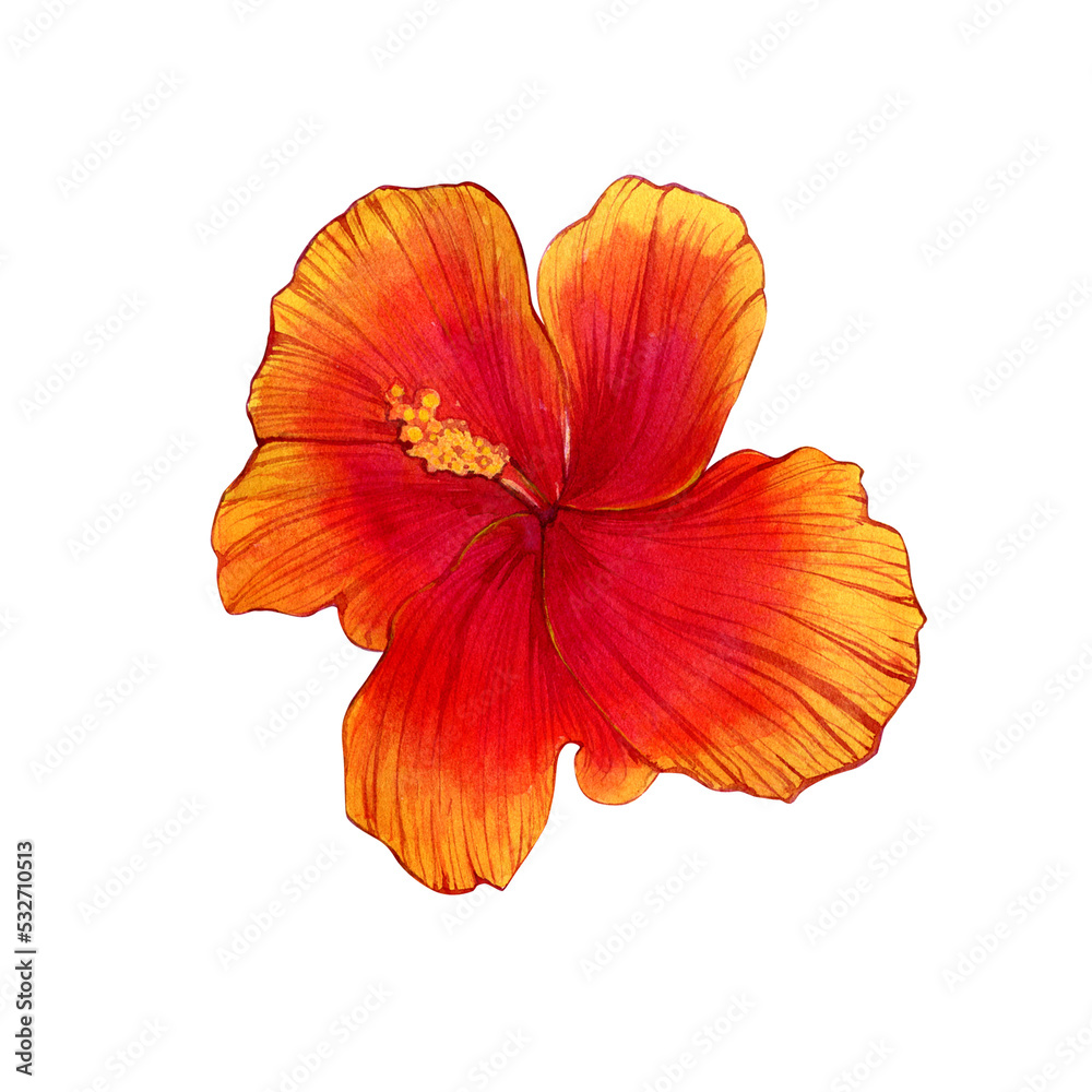 Watercolor hand-drawn illustrations of hibiscus hawaii flowers. Isolated illustrations on a white background.