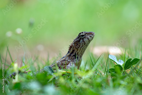 A female gray lizard hides in the grass. Reptiles in the wild. © Vladislav