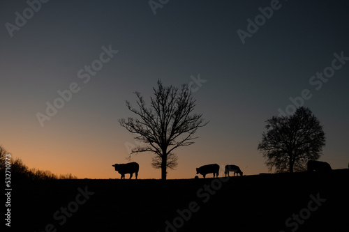 Fototapeta Naklejka Na Ścianę i Meble -  des vaches a contrejour dans un champ au lever du soleil forment des silouhetes