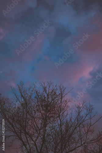Silhouette of Tree Branches during Blue Hour - Orange Scattered Sky