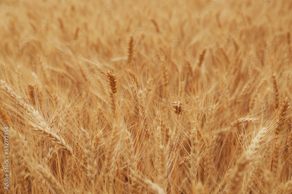 Beautiful ripe wheat spikes in agricultural field Beautiful ripe wheat spikes in agricultural field