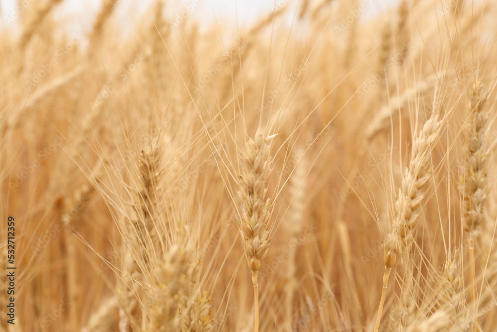 Fototapeta premium Beautiful ripe wheat spikes in agricultural field