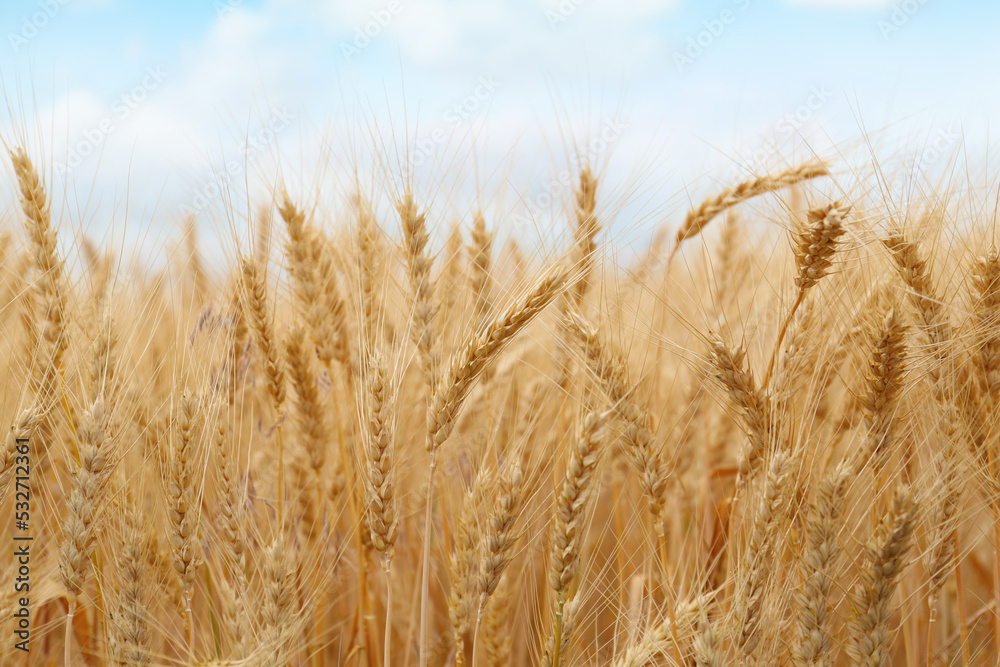 Beautiful ripe wheat spikes in agricultural field Beautiful ripe wheat spikes in agricultural field