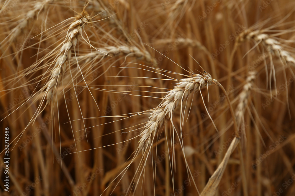 Fototapeta premium Ripe wheat spikes in agricultural field, closeup