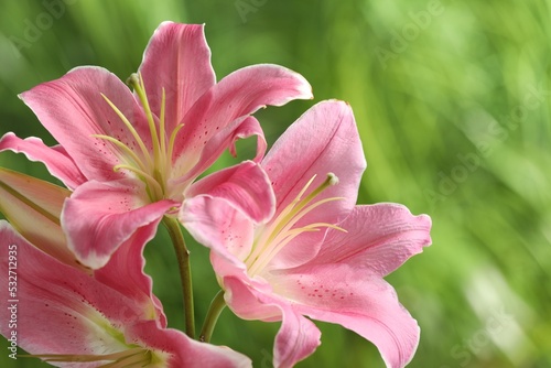 Beautiful pink lily flowers on blurred green background, closeup