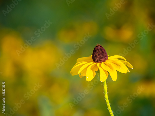 Rudbeckia hirta, black-eyed Susan, photo