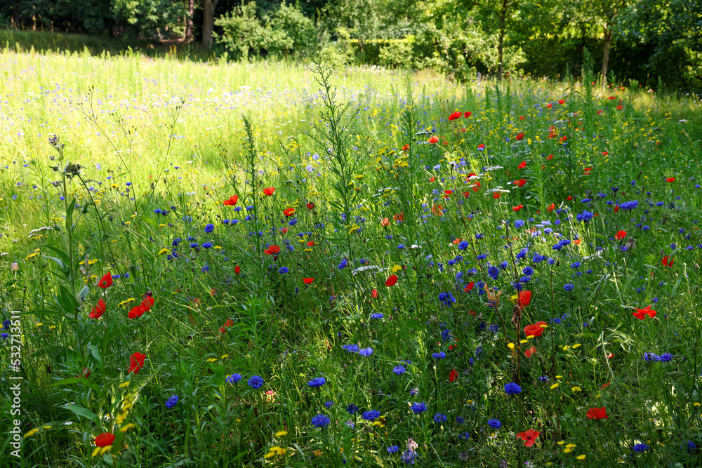 Beautiful green meadow with blooming wild flowers