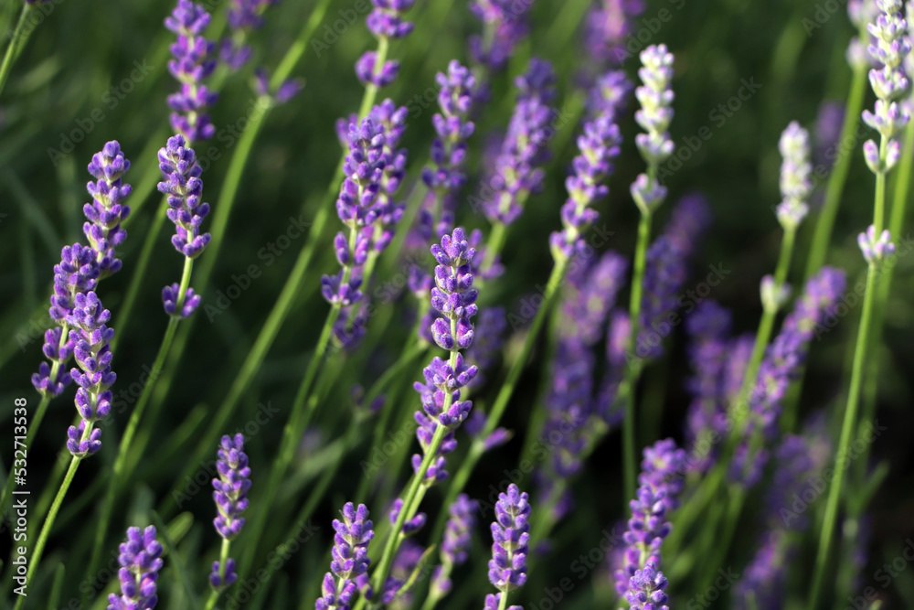 Beautiful blooming lavender plants in field on sunny day, closeup Beautiful blooming lavender plants in field on sunny day, closeup