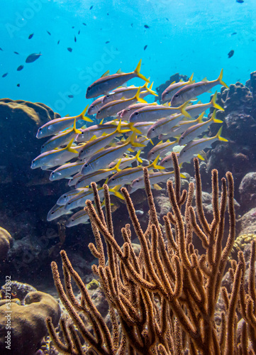 bluestriped grunt,Haemulon sciurus,