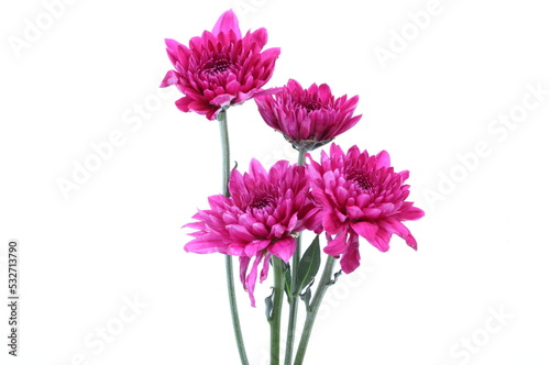 Chrysanthemum flowers close up.Pink Chrysanthemums.Floral on white background.