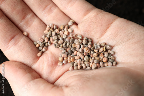 Woman holding pile of radish seeds, closeup. Vegetable planting