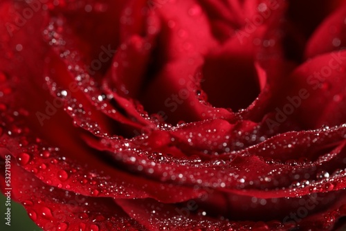 Foto Closeup view of beautiful blooming rose with dew drops as background