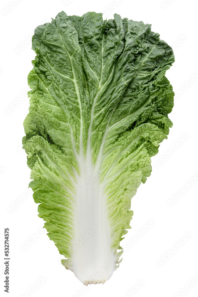 Leaf of Chinese cabbage isolated on white, top view Leaf of Chinese cabbage isolated on white, top view
