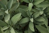 Beautiful sage with green leaves growing outdoors, closeup