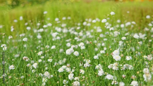 Wallpaper Mural Kalimeris Pinnatifida Aster Pinnatifidus 'Hortensis', False Aster, Asteromoea Mongolica - attractive white semi-double flowers field - panning shot Torontodigital.ca