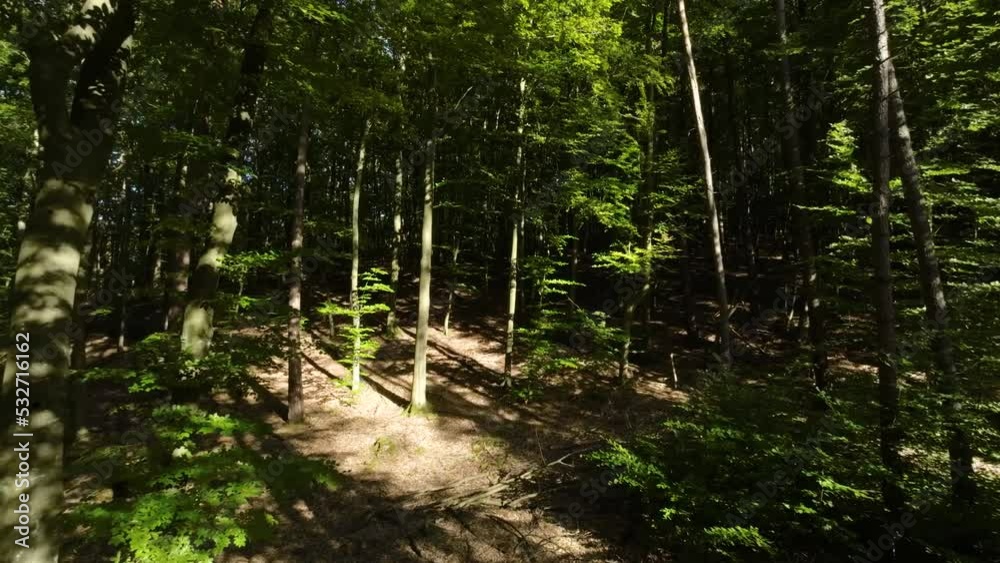 Slow Aerial Flying Through Towards Open Area In Forest Lit By Sunlight. Establishing Shot Slow Aerial Flying Through Towards Open Area In Forest Lit By Sunlight. Establishing Shot