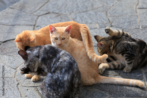 集まる猫 © 諭 平野