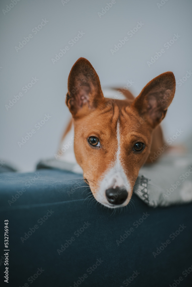 Psy pierwotne - Basenji Psy pierwotne - Basenji