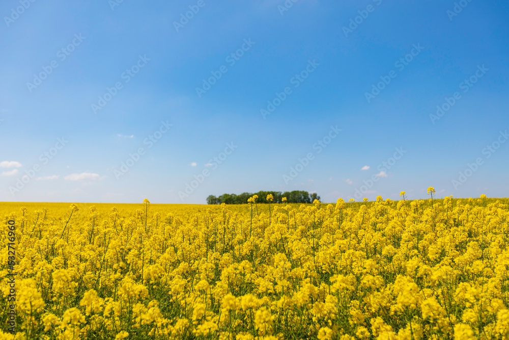 Yellow rapeseed field on a sunny summer day