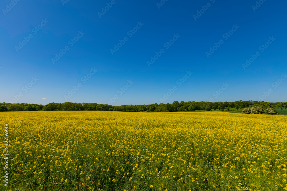 Yellow rapeseed field on a sunny summer day