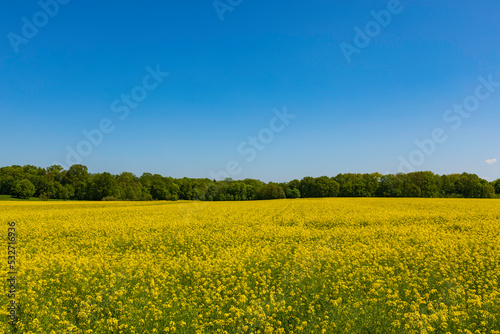Yellow rapeseed field on a sunny summer day © ptyszku
