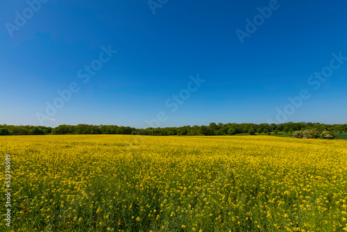 Yellow rapeseed field on a sunny summer day