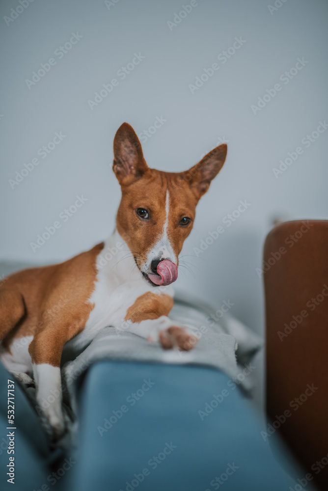 Obraz na płótnie Psy pierwotne - Basenji w salonie