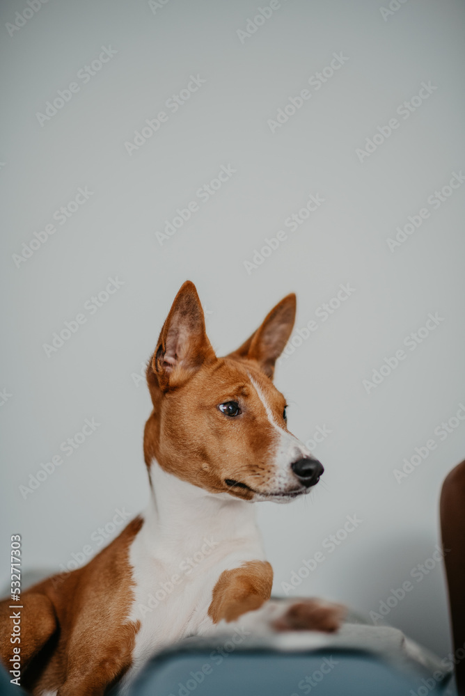 Psy pierwotne - Basenji